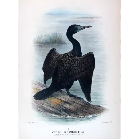 Little Black Cormorant (*Carbo sulcirostris*) – Original lithograph by Grønvold, Mathews (1910–27)
