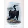 Little Black Cormorant (*Carbo sulcirostris*) – Original lithograph by Grønvold, Mathews (1910–27)