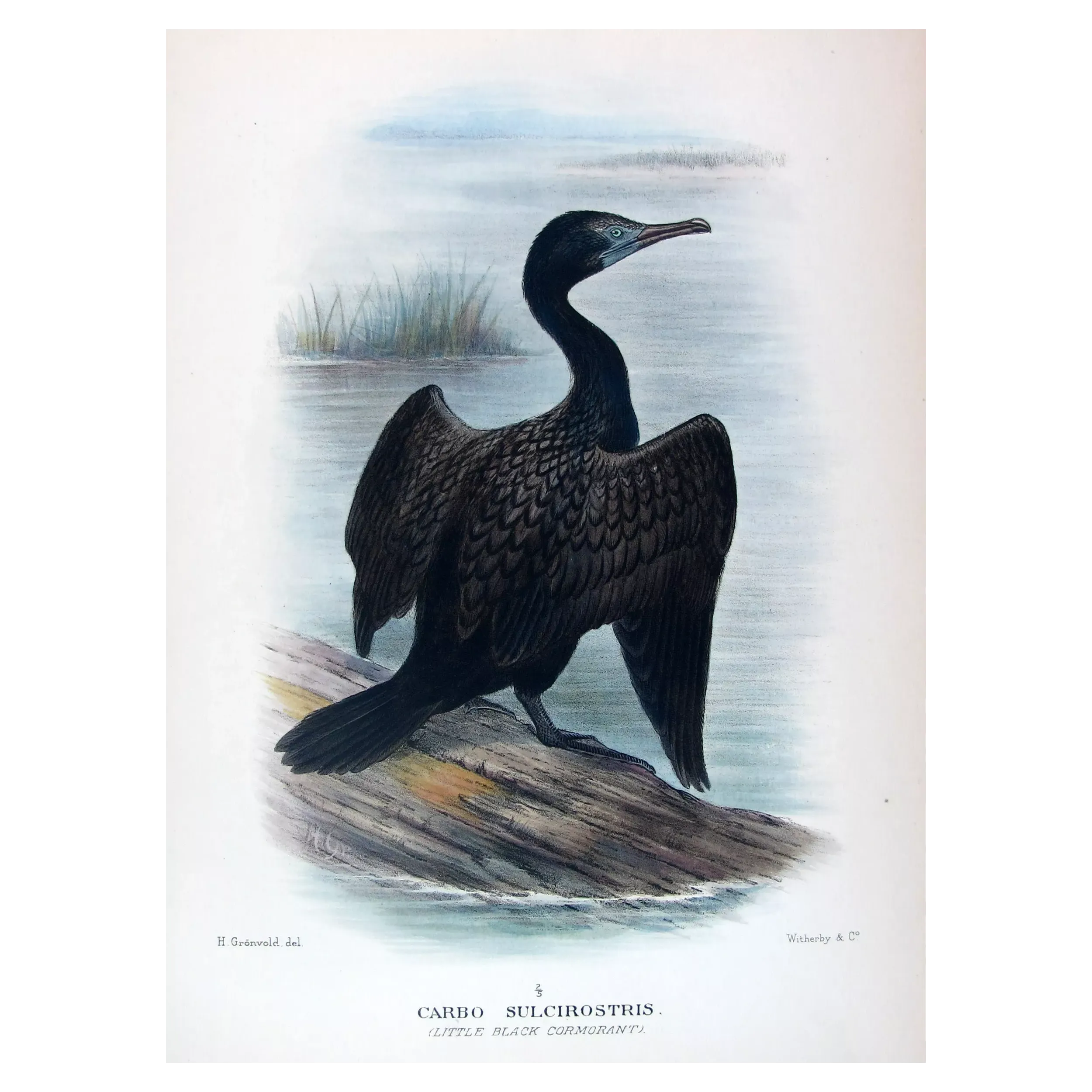 Little Black Cormorant (*Carbo sulcirostris*) – Original lithograph by Grønvold, Mathews (1910–27)