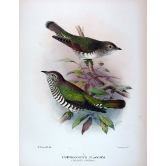 Bronze Cuckoo (*Lamprococcyx plagosus*) – Original lithograph by Henrik Grønvold, Mathews (1910–27)