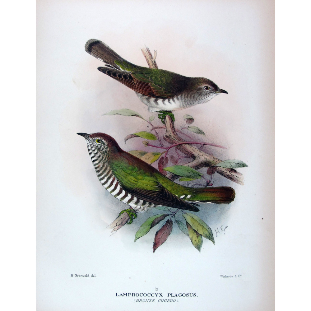 Bronze Cuckoo (*Lamprococcyx plagosus*) – Original lithograph by Henrik Grønvold, Mathews (1910–27) Bronze Cuckoo (*Lamprococcyx plagosus*) – Original lithograph by Henrik Grønvold, Mathews (1910–27)