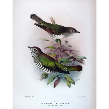 Bronze Cuckoo (*Lamprococcyx plagosus*) – Original lithograph by Henrik Grønvold, Mathews (1910–27)