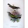Bronze Cuckoo (*Lamprococcyx plagosus*) – Original lithograph by Henrik Grønvold, Mathews (1910–27)