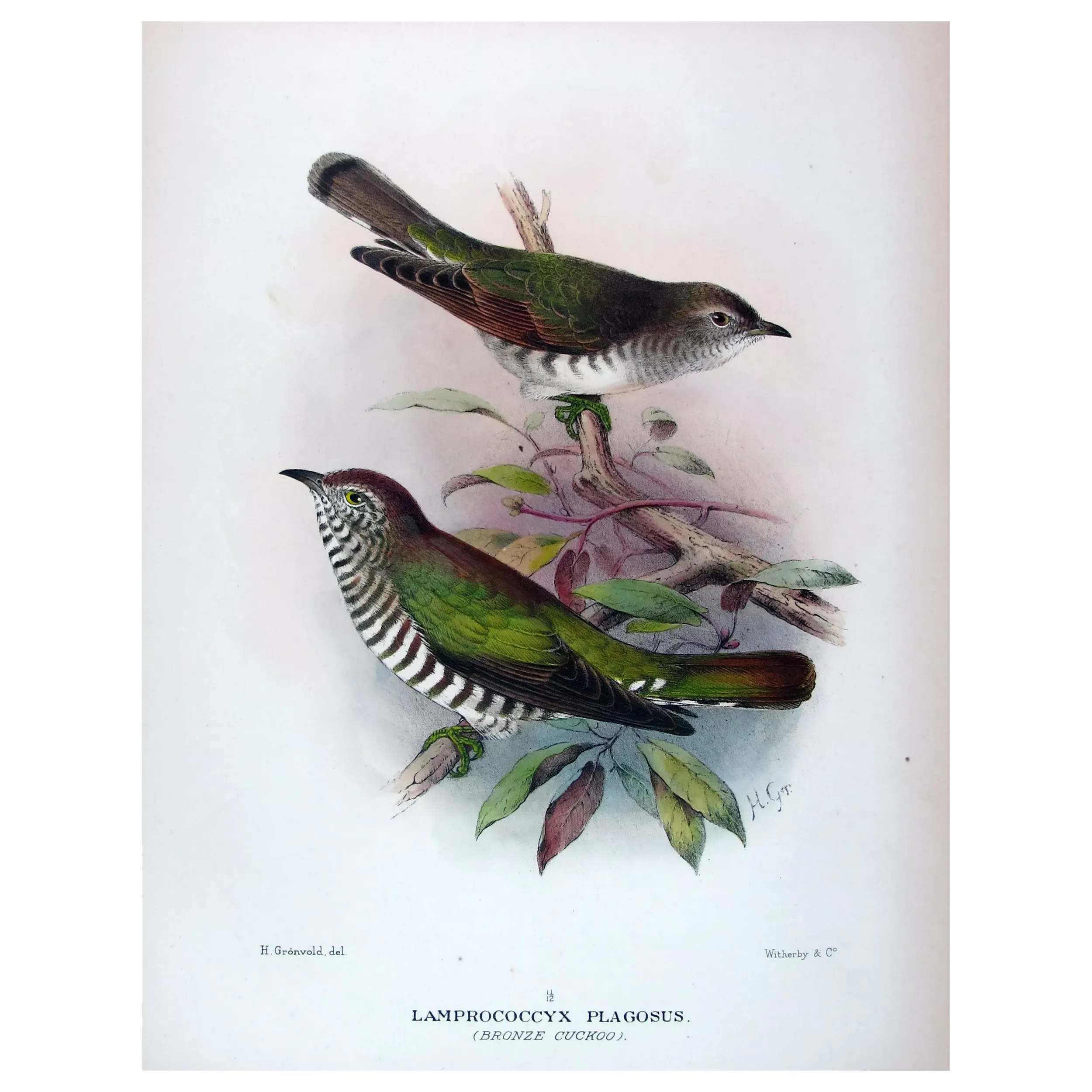 Bronze Cuckoo - Henrik Grønvold – Antique Print – Australia
