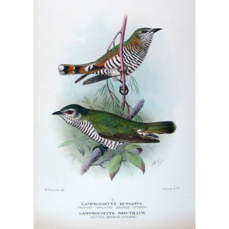Rufous-throated & Little Bronze Cuckoo (Lamprococcyx russatus,minutillus) – Original by Henrik Grønvold, Mathews (1910–27)