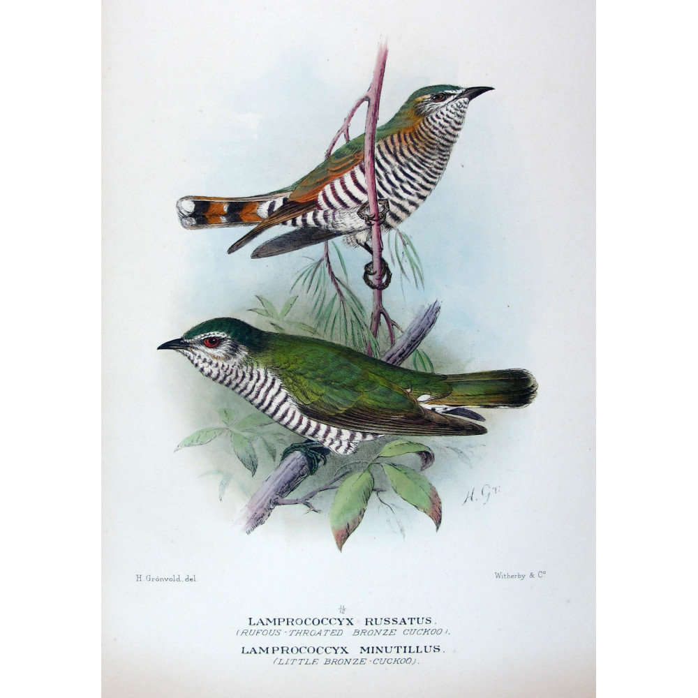 Rufous-throated & Little Bronze Cuckoo (Lamprococcyx russatus,minutillus) – Original by Henrik Grønvold, Mathews (1910–27) Rufous-throated & Little Bronze Cuckoo (Lamprococcyx russatus,minutillus) – Original by Henrik Grønvold, Mathews (1910–27)