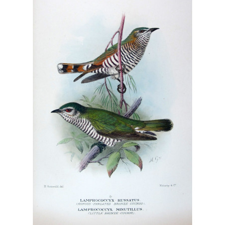 Rufous-throated & Little Bronze Cuckoo (Lamprococcyx russatus,minutillus) – Original by Henrik Grønvold, Mathews (1910–27)