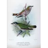 Rufous-throated & Little Bronze Cuckoo (*Lamprococcyx russatus,minutillus*) – Original by Henrik Grønvold, Mathews (1910–27)