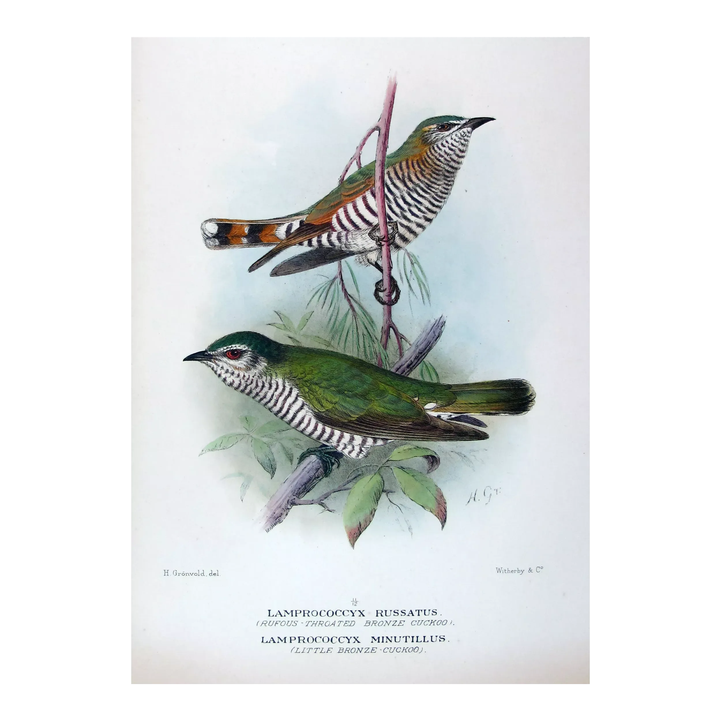 Little Bronze Cuckoo – Grønvold – Antique Print – Australia