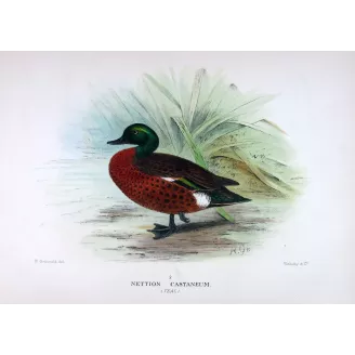 Teal (with Grey Teal) by Grønvold – Birds of Australia