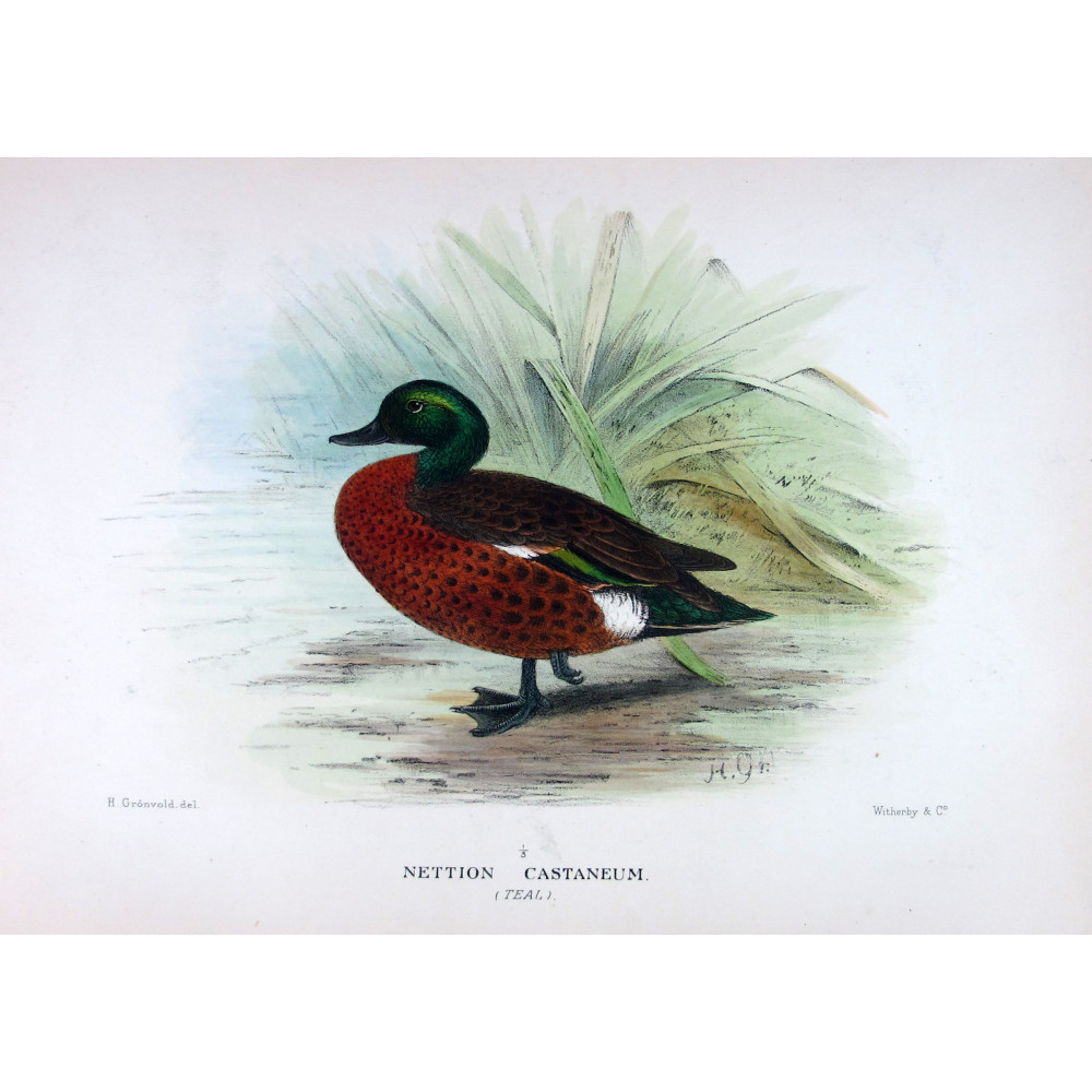 Teal (with Grey Teal) by Grønvold – Birds of Australia Teal (with Grey Teal) by Grønvold – Birds of Australia