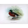 Teal (*Nettion castaneum*) – Original lithograph by Grønvold, Mathews (1910–27)