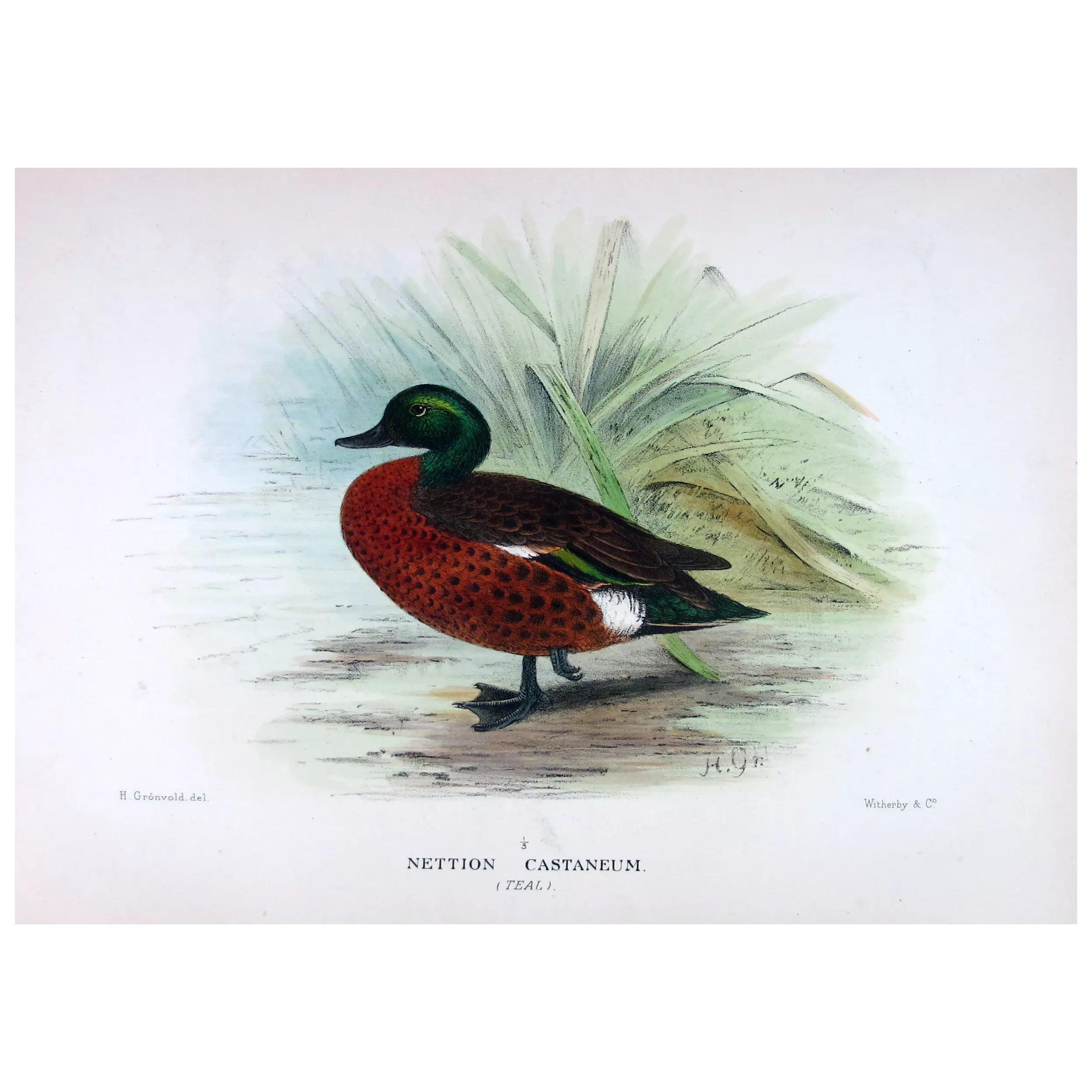 Teal (with Grey Teal) by Grønvold – Birds of Australia