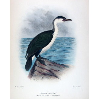 White-breasted Cormorant by Grönvold – The Birds of Australia
