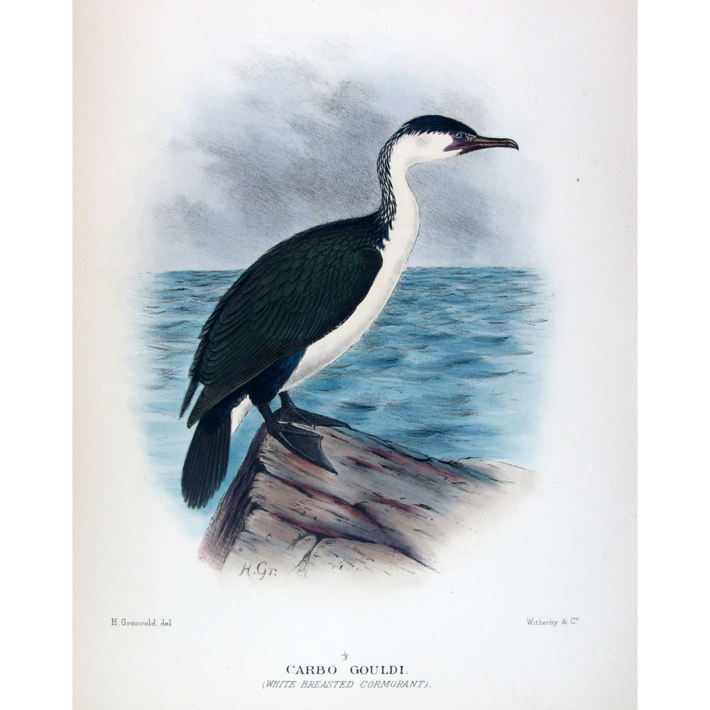 White-breasted Cormorant by Grönvold – The Birds of Australia White-breasted Cormorant by Grönvold – The Birds of Australia