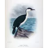 White-breasted Cormorant (*Carbo Gouldi*) – Original lithograph by H. Grönvold, Mathews (1910–27)
