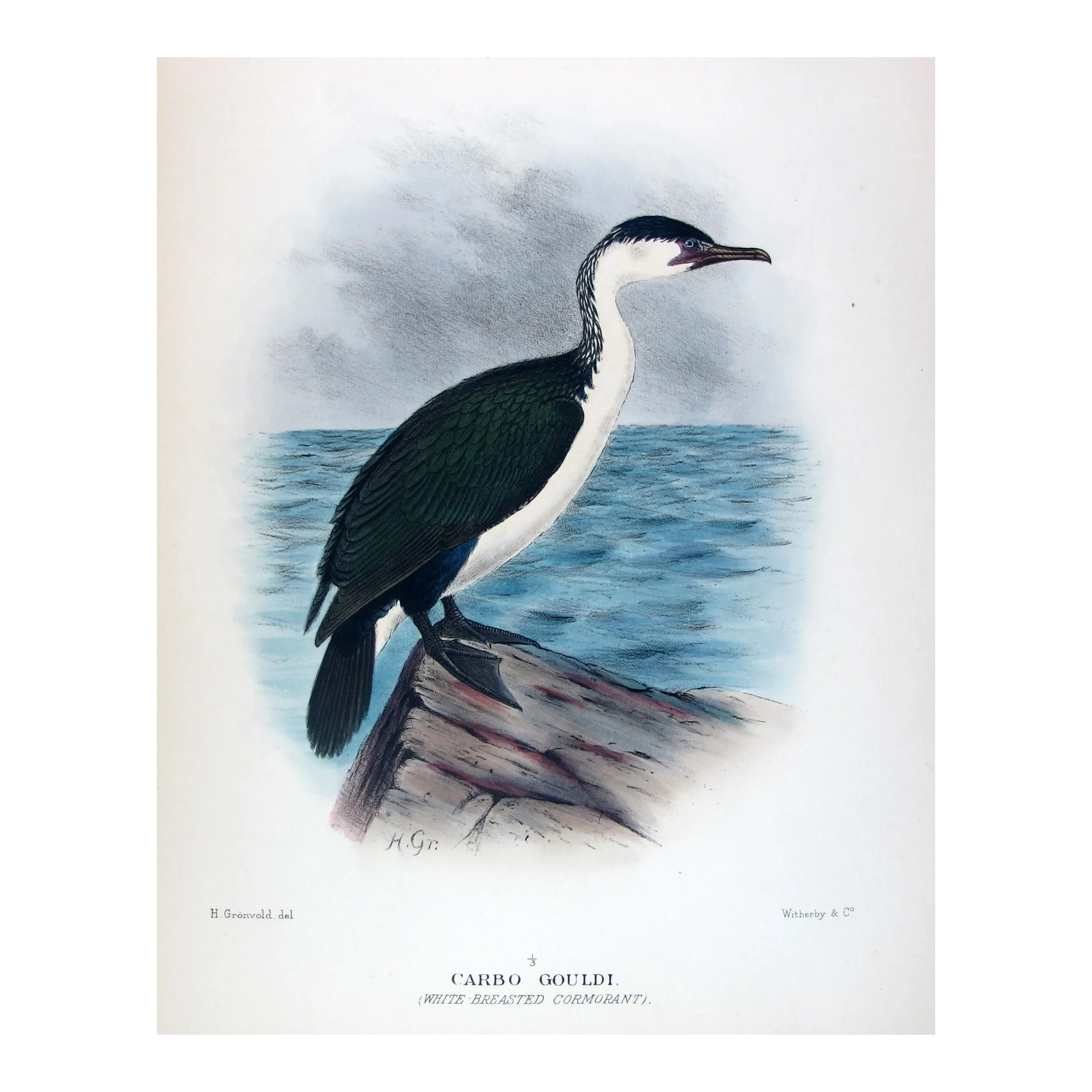 White-breasted Cormorant by Grönvold – The Birds of Australia