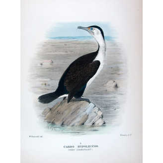 Pied Cormorant by Grönvold – The Birds of Australia