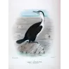 Pied Cormorant (*Carbo Hypoleucos*) – Original lithograph by H. Grönvold, Mathews (1910–27)