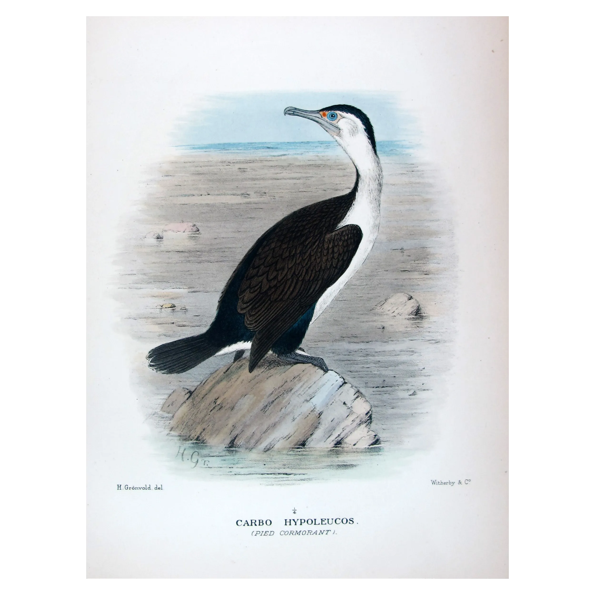 Pied Cormorant by Grönvold – The Birds of Australia