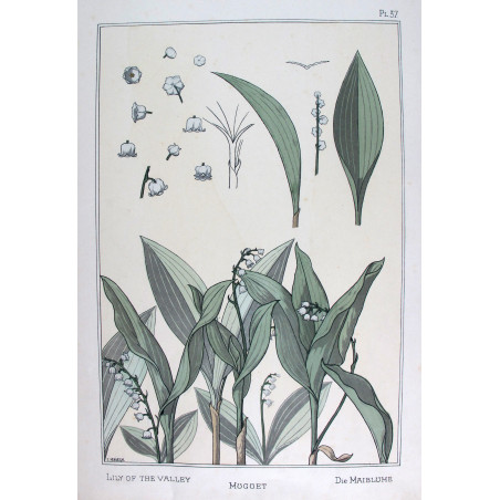 Lily of the Valley – Eugène Grasset (1896) | Botanical Art Nouveau Print