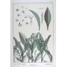 Eugène Grasset - Lily of the Valley (Plate 37), Original Lithograph from La Plante (1896)