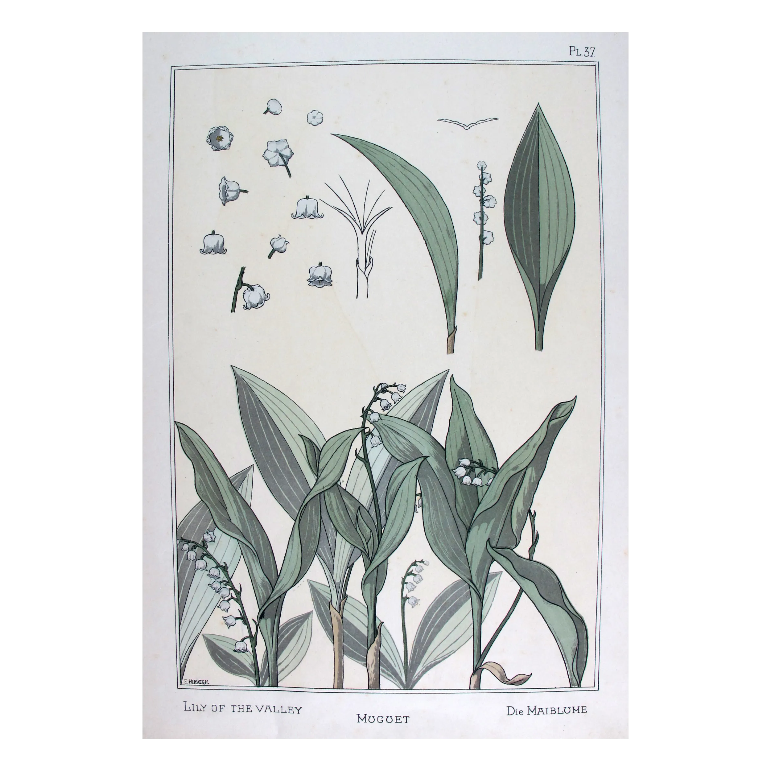 Art Nouveau Print –  Eugène Grasset  –  Lily of the Valley