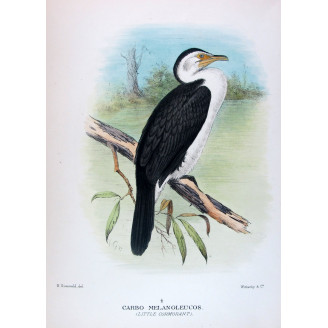 Little Cormorant by Grönvold – The Birds of Australia