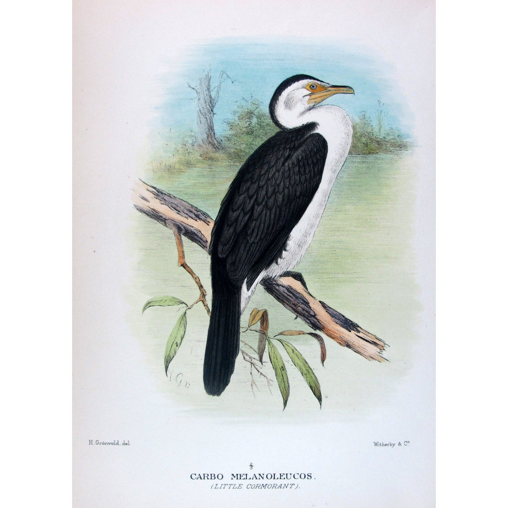 Little Cormorant by Grönvold – The Birds of Australia Little Cormorant by Grönvold – The Birds of Australia