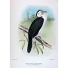 Little Cormorant (*Carbo Melanoleucos*) – Original lithograph by H. Grönvold, Mathews (1910–27)