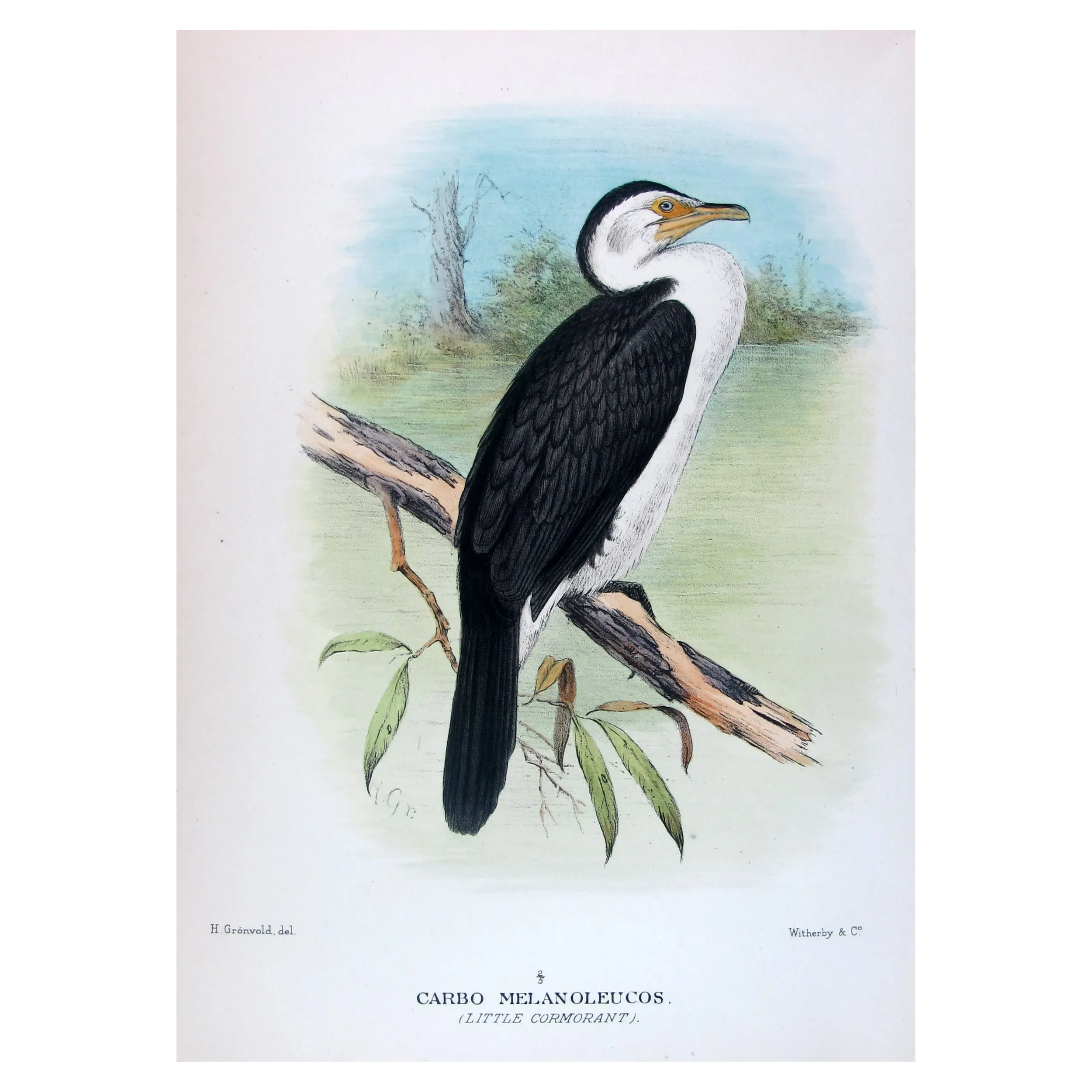 Little Cormorant by Grönvold – The Birds of Australia