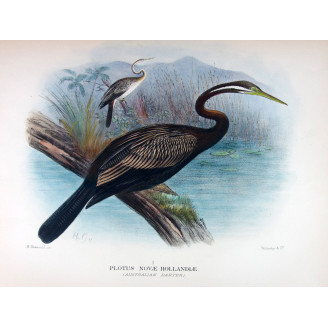 Australian Darter by Grönvold – The Birds of Australia