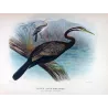 Australian Darter (*Plotus Novæ-Hollandiæ*) – Original lithograph by H. Grönvold, Mathews (1910–27)