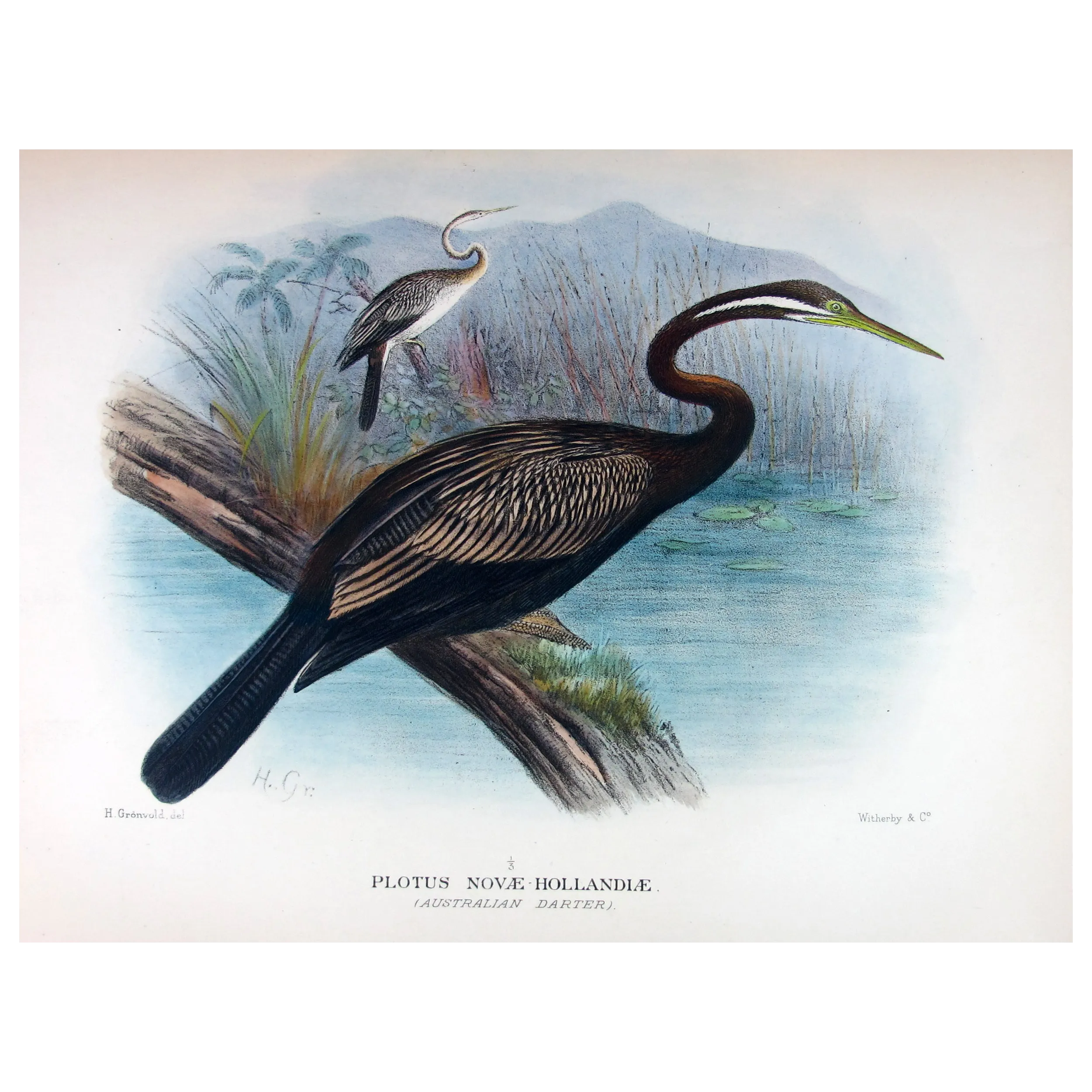Australian Darter by Grönvold – The Birds of Australia