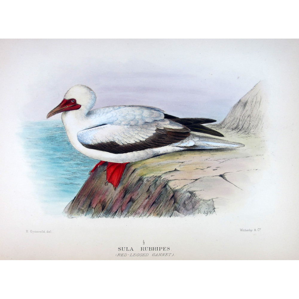 Red-legged Gannet by Grönvold – The Birds of Australia Red-legged Gannet by Grönvold – The Birds of Australia