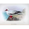 Red-legged Gannet (*Sula Rubripes*) – Original lithograph by H. Grönvold, Mathews (1910–27)