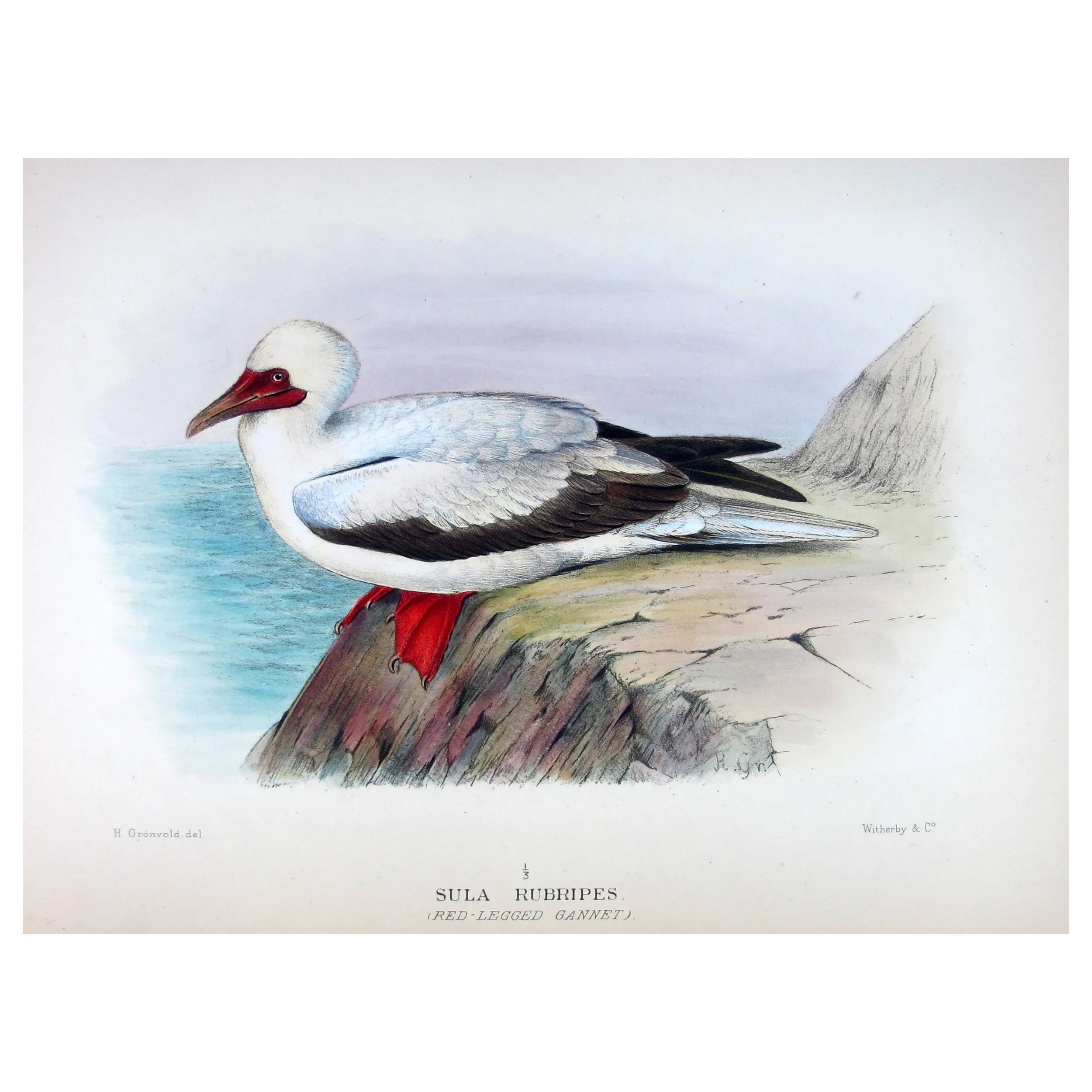 Red-legged Gannet by Grönvold – The Birds of Australia