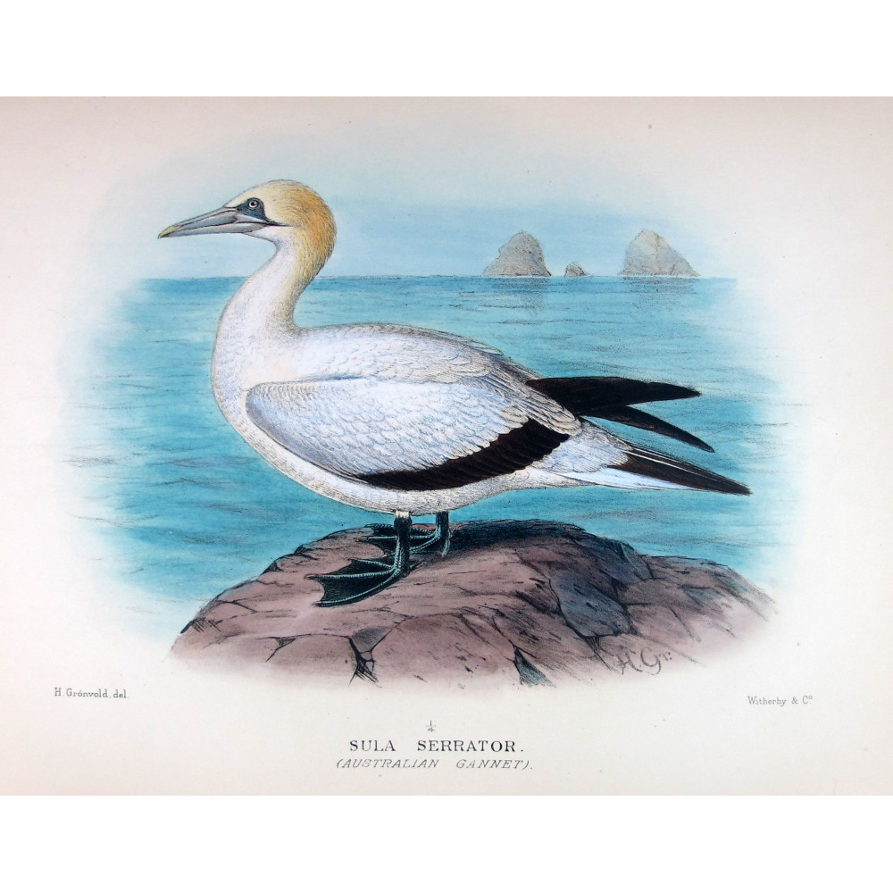 Australian Gannet by Grönvold – The Birds of Australia Australian Gannet by Grönvold – The Birds of Australia