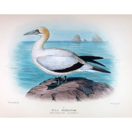 Australian Gannet by Grönvold – The Birds of Australia