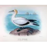 Australian Gannet (*Sula Serrator*) – Original lithograph by H. Grönvold, Mathews (1910–27)