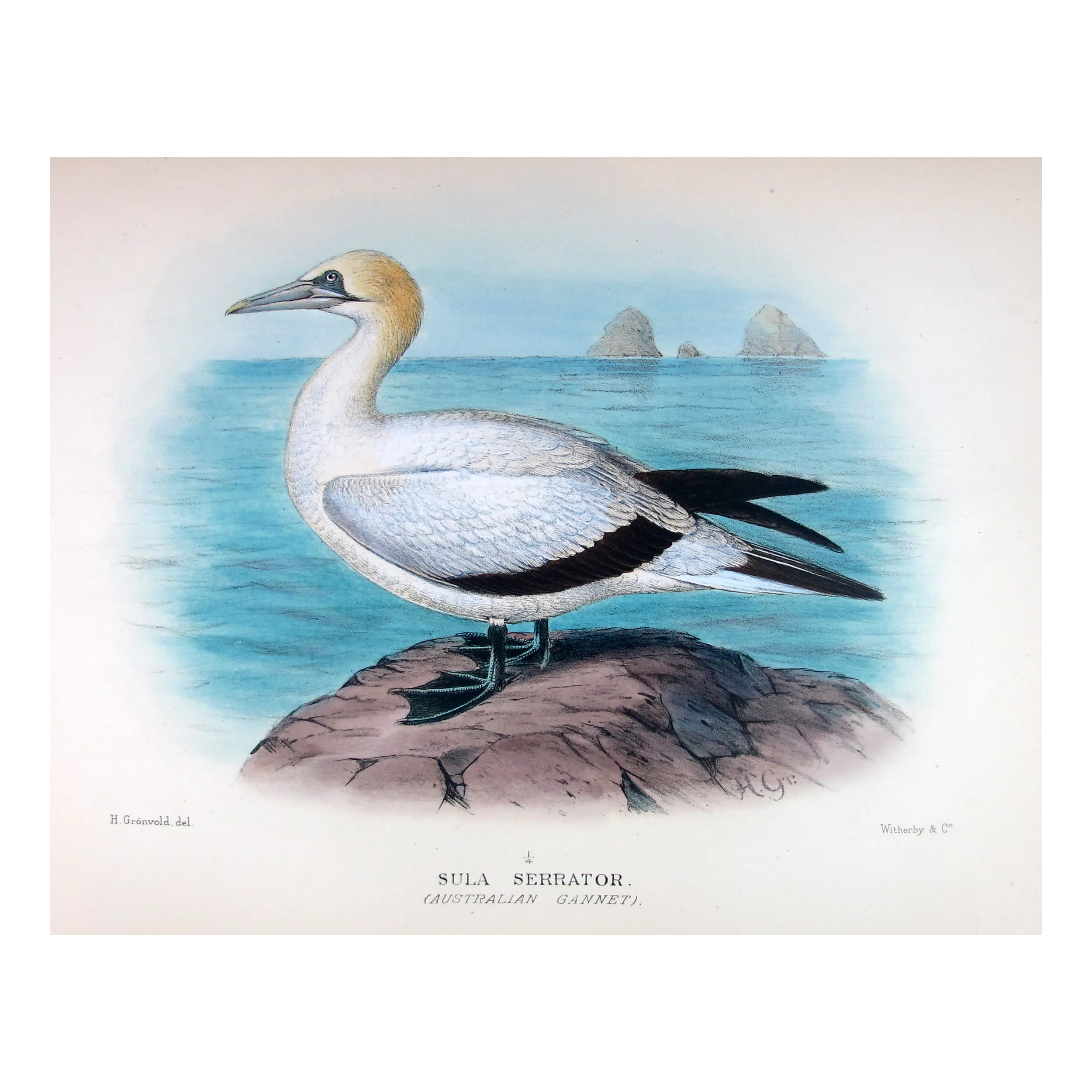Australian Gannet by Grönvold – The Birds of Australia