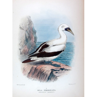 Masked Gannet by Grönvold – The Birds of Australia