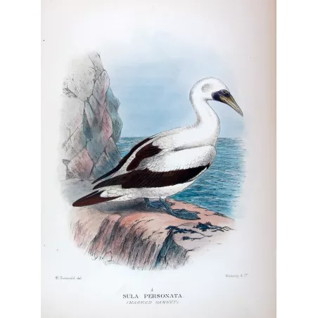Masked Gannet by Grönvold – The Birds of Australia