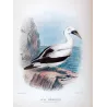 Masked Gannet (*Sula Personata*) – Original lithograph by H. Grönvold, Mathews (1910–27)
