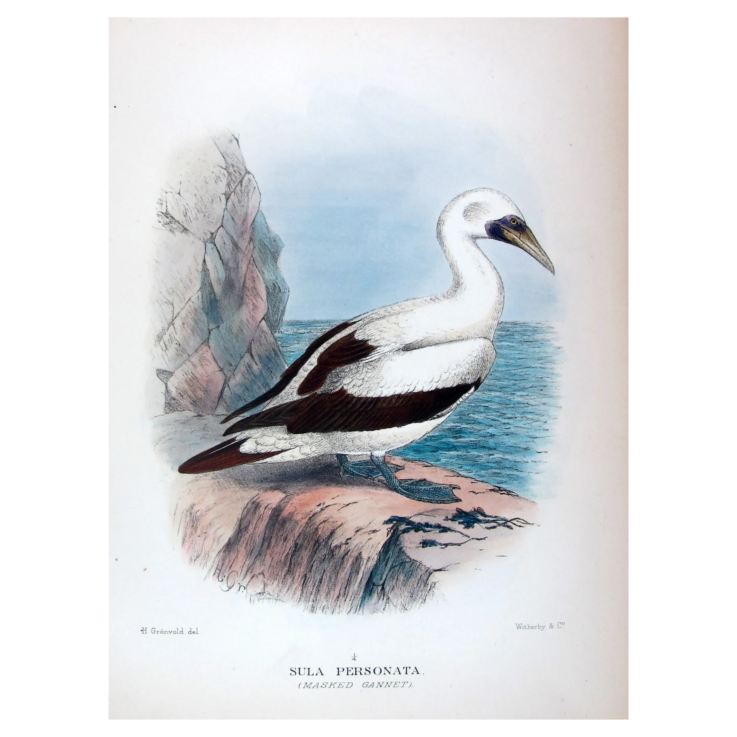 Masked Gannet by Grönvold – The Birds of Australia