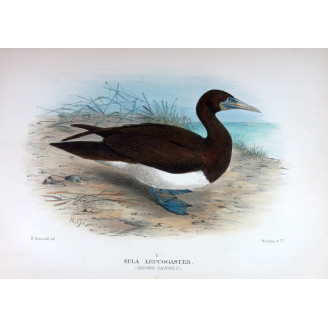 Brown Gannet by Grönvold – The Birds of Australia
