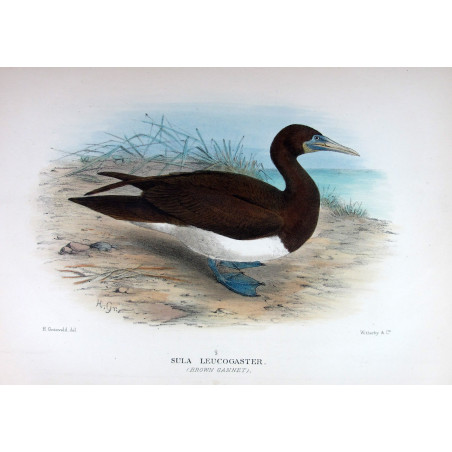Brown Gannet by Grönvold – The Birds of Australia