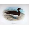 Brown Gannet (*Sula Leucogaster*) – Original lithograph by H. Grönvold, Mathews (1910–27)