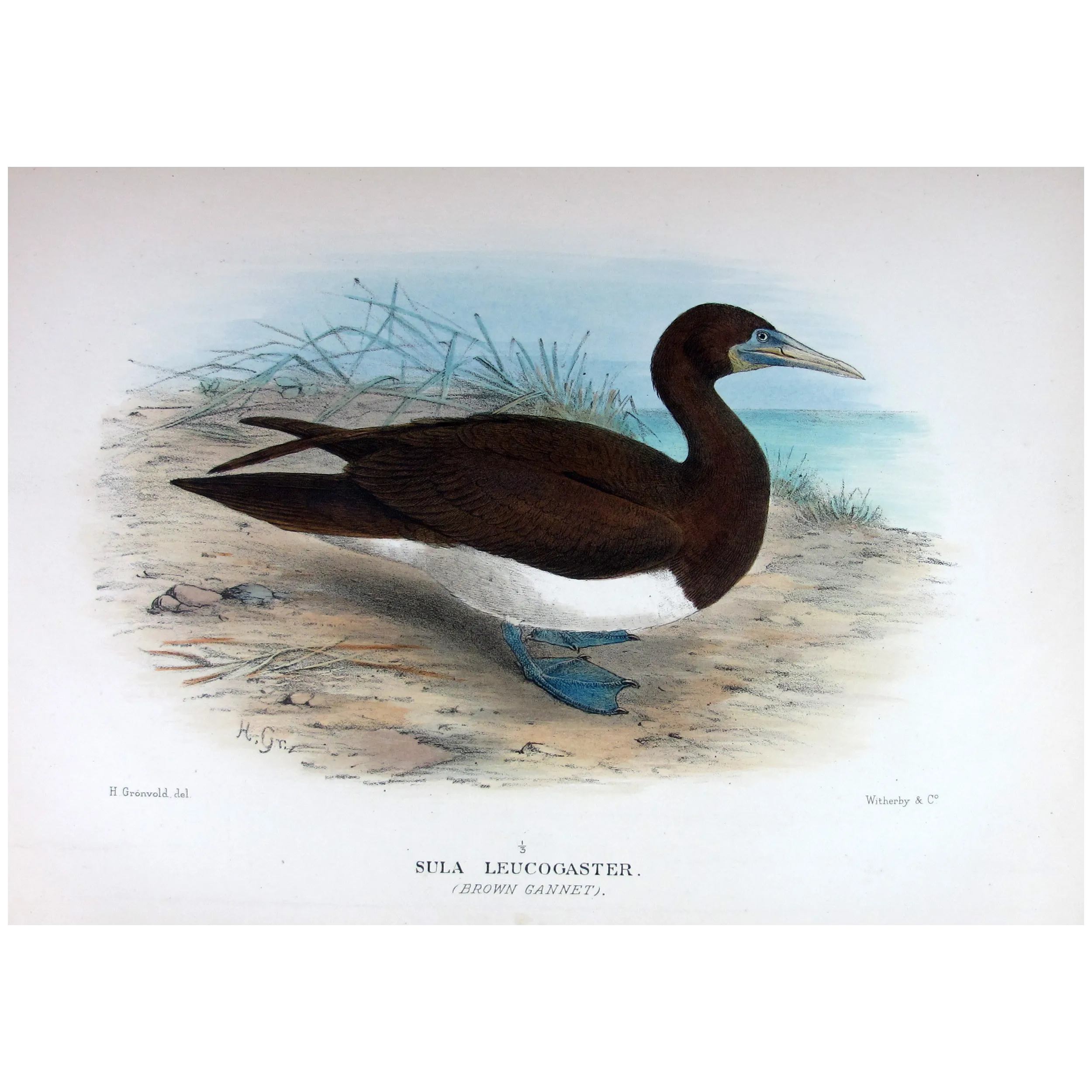 Brown Gannet by Grönvold – The Birds of Australia