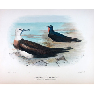 Eastern Frigate Bird by Grönvold – The Birds of Australia